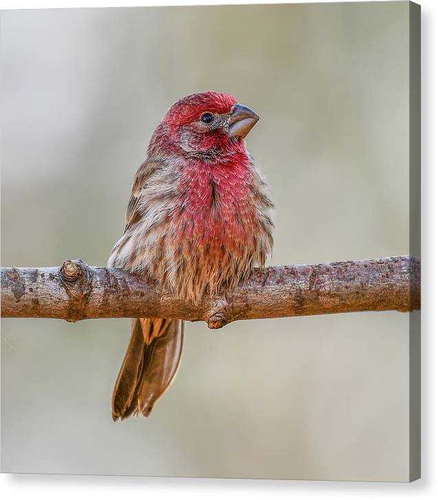 songbird, resting, red, nature, house finch, feathers, cold, branch, birds, birding, wall art, canvas print