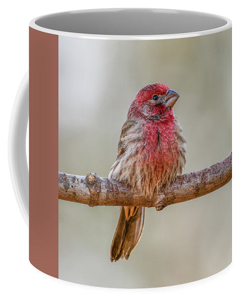songbird, resting, red, nature, house finch, feathers, cold, branch, birds, birding, mugs, coffee mugs