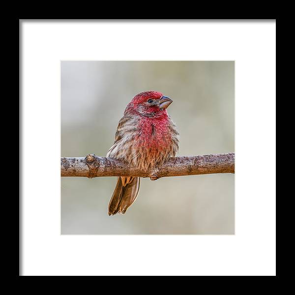 songbird, resting, red, nature, house finch, feathers, cold, branch, birds, birding, wall art, framed print