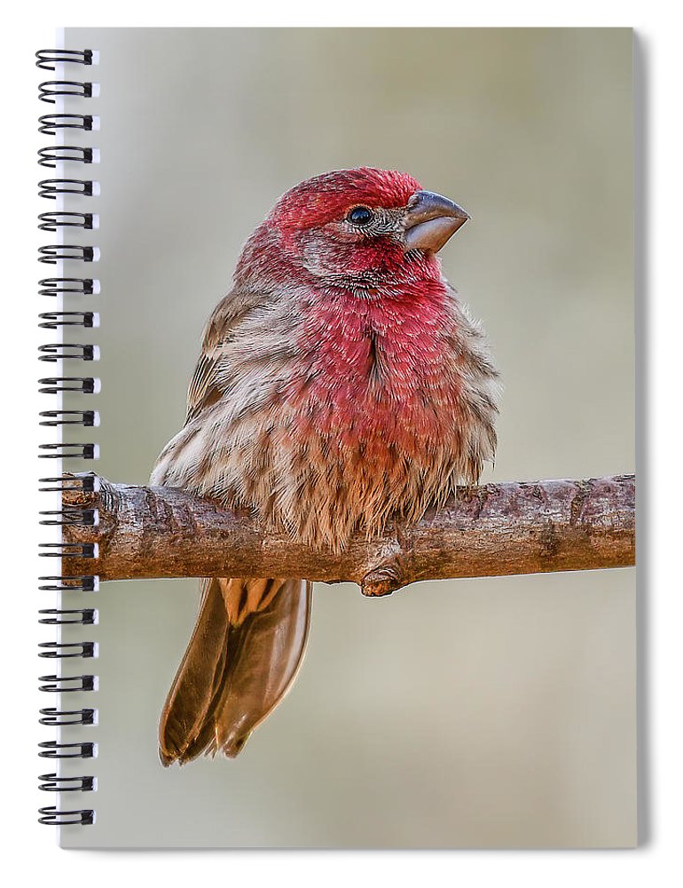 songbird, resting, red, nature, house finch, feathers, cold, branch, birds, birding, notebook, stationery, writing pad, journal