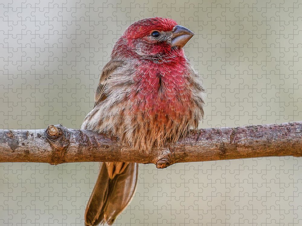 songbird, resting, red, nature, house finch, feathers, cold, branch, birds, birding, puzzles