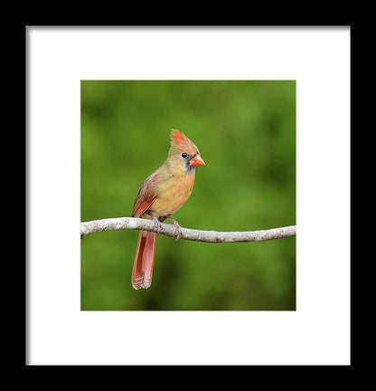 songbird, resting, red, nature, cardinal, feathers, branch, birds, birding, wall art, framed print