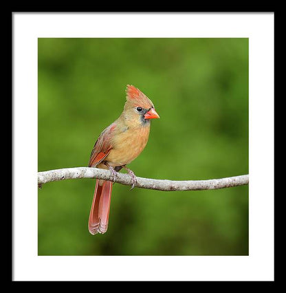songbird, resting, red, nature, cardinal, feathers, branch, birds, birding, wall art, framed print