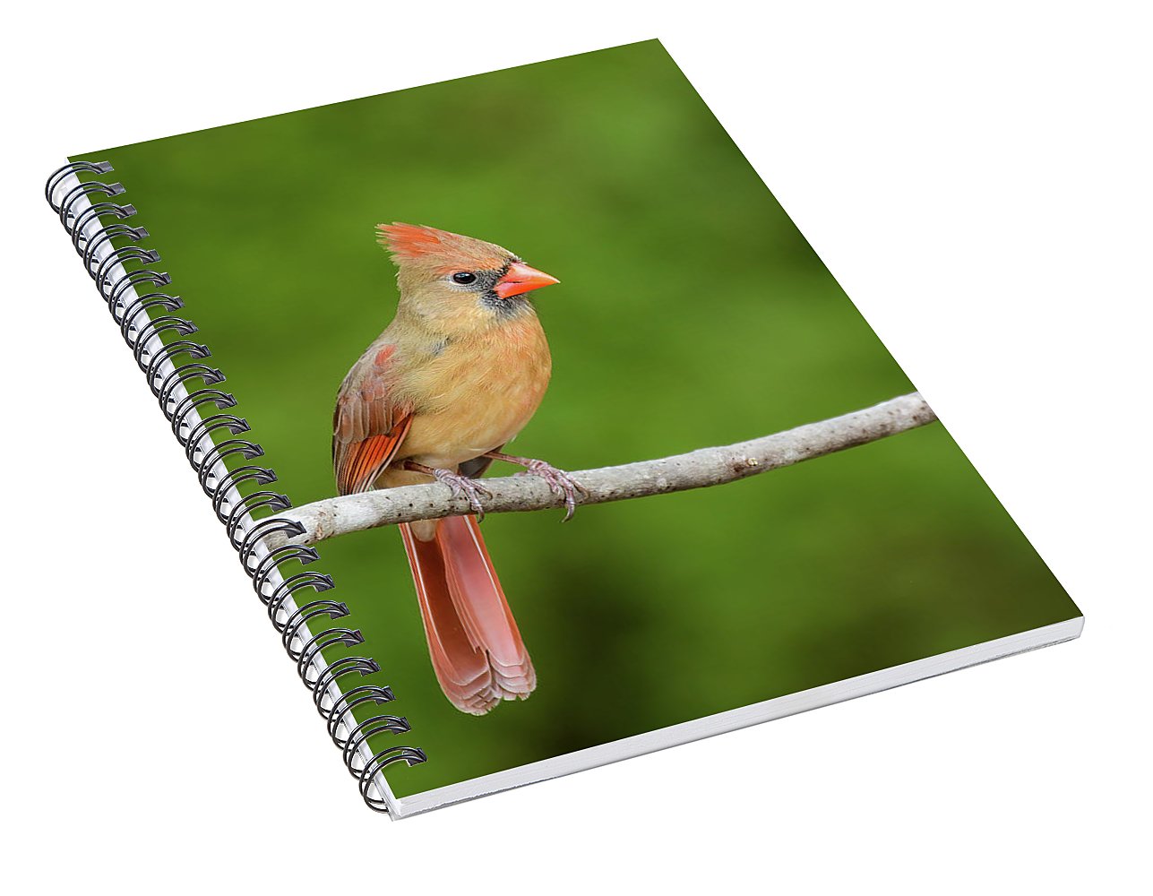 songbird, resting, red, nature, cardinal, feathers, branch, birds, birding, notebook, spiral notebook, journal, stationery, writing pad