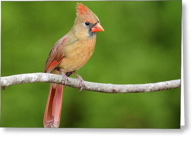 songbird, resting, red, nature, cardinal, feathers, branch, birds, birding, greeting card