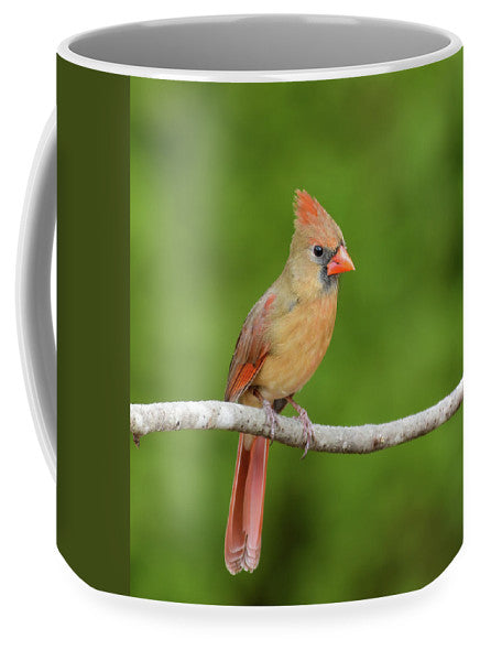 songbird, resting, red, nature, cardinal, feathers, branch, birds, birding, mugs, coffee mugs