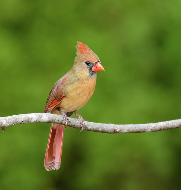 songbird, resting, red, nature, cardinal, feathers, branch, birds, birding, wall art, art print