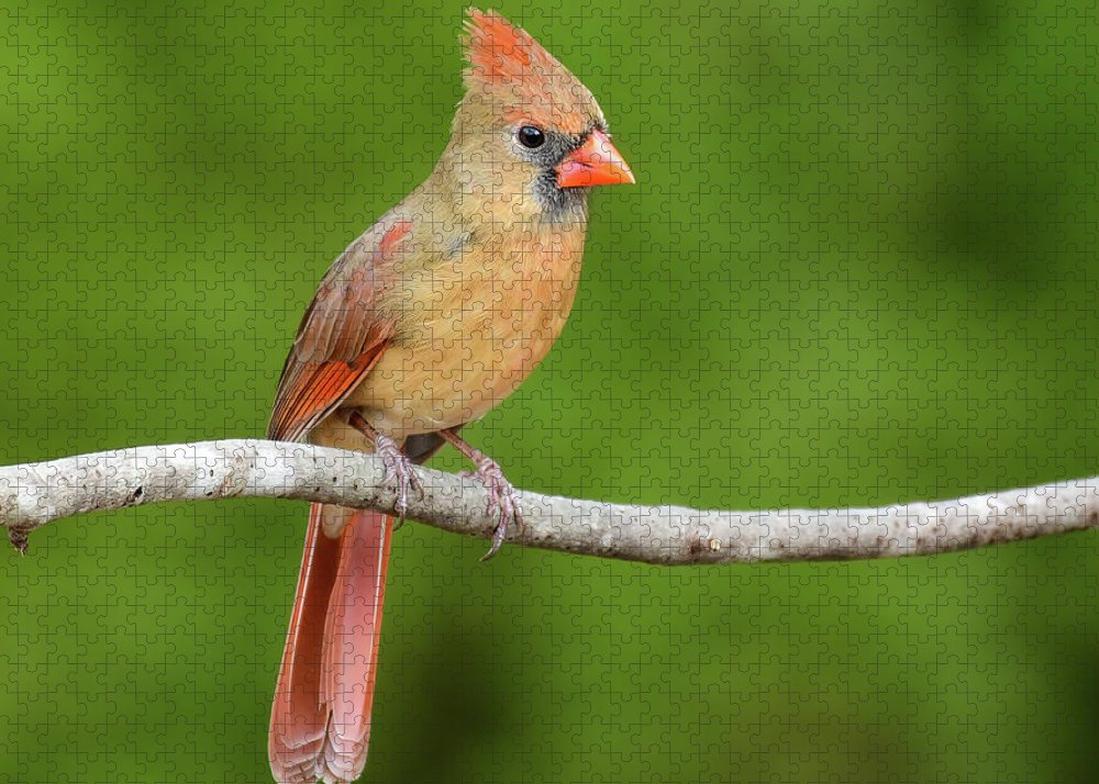 songbird, resting, red, nature, cardinal, feathers, branch, birds, birding, puzzles