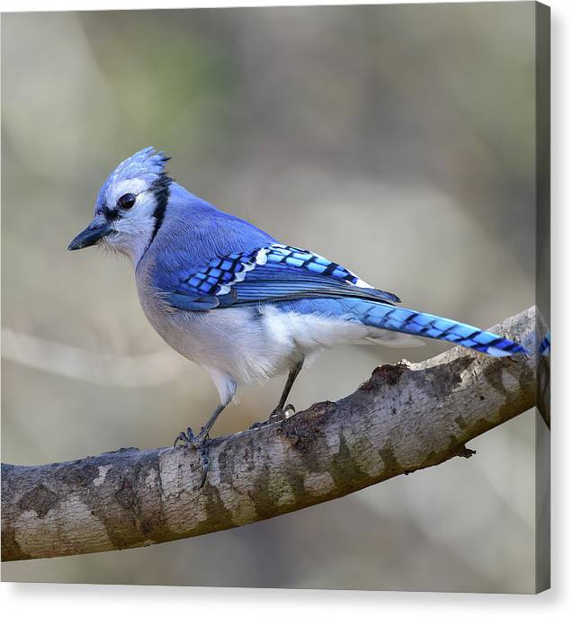 songbird, resting, blue, nature, blue jay, bluejay, feathers, branch, birds, birding, canvas print, photograph, photography