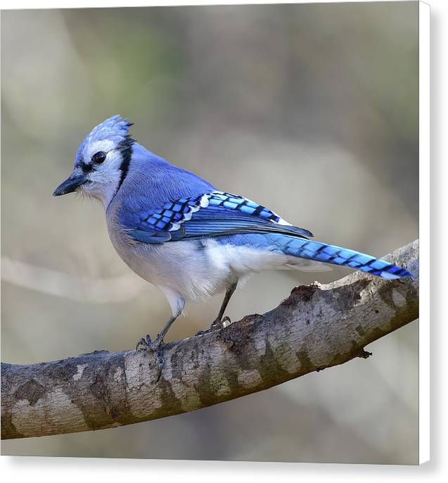 Songbird, resting, blue, nature, blue jay, bluejay, feathers, branch, birds, birding, canvas print, photograph, photography