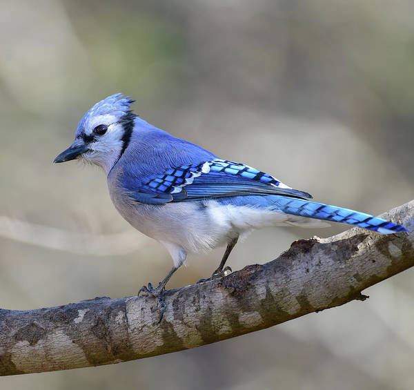 songbird, resting, blue, nature, blue jay, bluejay, feathers, branch, birds, birding, art print, photograph, photography
