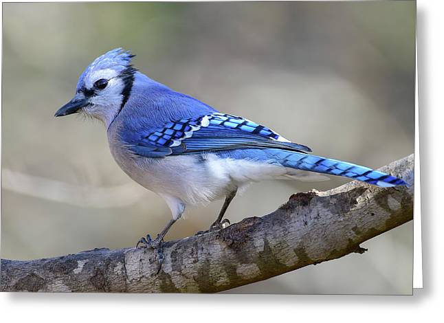 Songbird, resting, blue, nature, blue jay, bluejay, feathers, branch, birds, birding, greeting card, photograph, photography