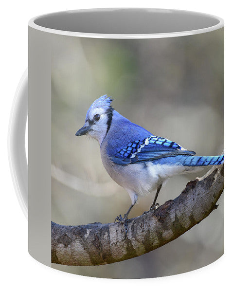 Songbird, resting, blue, nature, blue jay, bluejay, feathers, branch, birds, birding, mug, coffee, photograph, photography