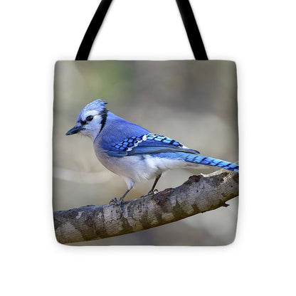 Songbird, resting, blue, nature, blue jay, bluejay, feathers, branch, birds, birding, tote, tote bag, photograph, photography