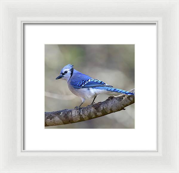 Songbird, resting, blue, nature, blue jay, bluejay, feathers, branch, birds, birding, framed print, photograph, photography