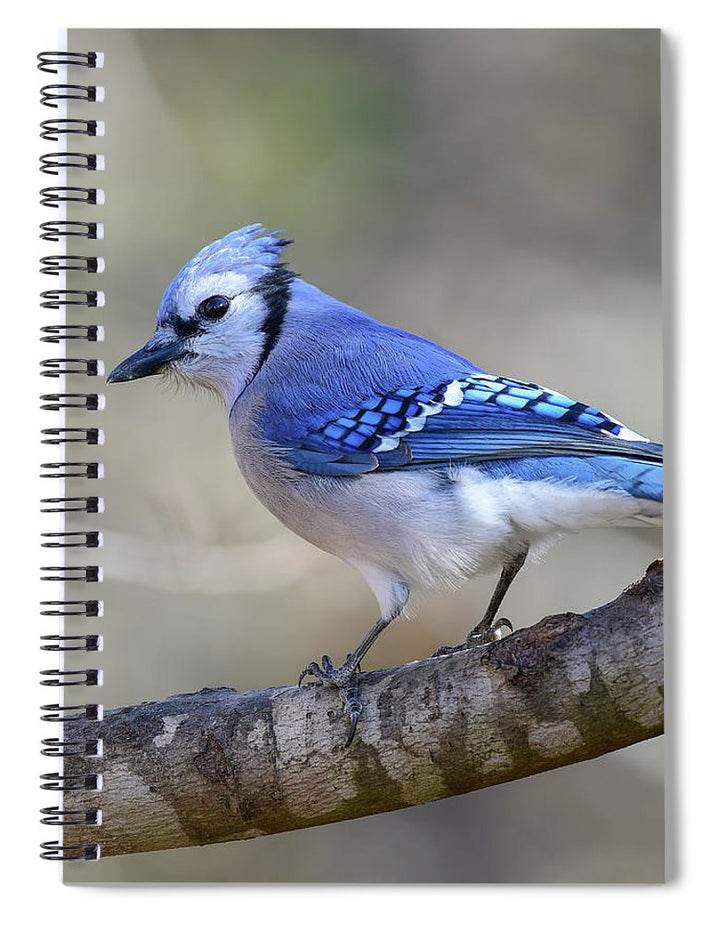 Songbird, resting, blue, nature, blue jay, bluejay, feathers, branch, birds, birding, notebook, stationery, writing pad, spiral notebook, journal, photography, photograph