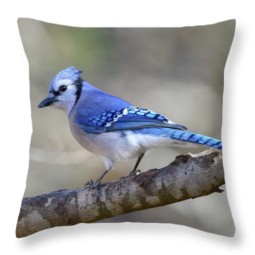 Songbird, resting, blue, nature, blue jay, bluejay, feathers, branch, birds, birding, throw pillow, photograph, photography