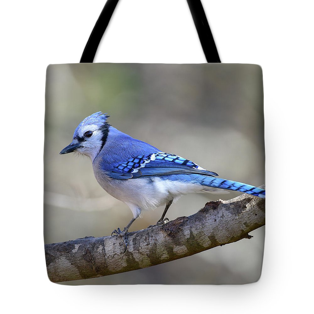 Songbird, resting, blue, nature, blue jay, bluejay, feathers, branch, birds, birding, tote, tote bag, photograph, photography