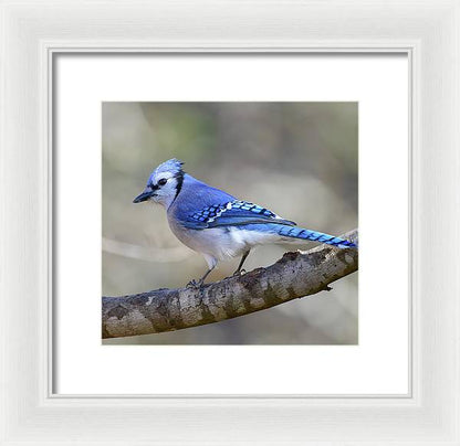 Songbird, resting, blue, nature, blue jay, bluejay, feathers, branch, birds, birding, framed print, photograph, photography
