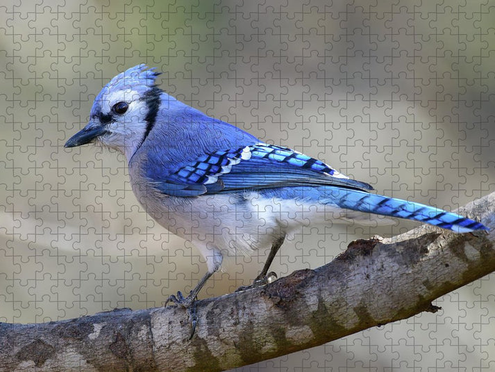 Songbird, resting, blue, nature, blue jay, bluejay, feathers, branch, birds, birding, puzzle, photograph, photography
