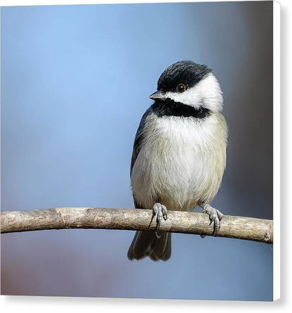 songbird, resting, nature, chickadee, feathers, branch, birds, birding, canvas, photograph, photography