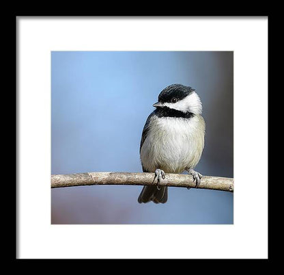 songbird, resting, nature, chickadee, feathers, branch, birds, birding, framed print, photograph, photography