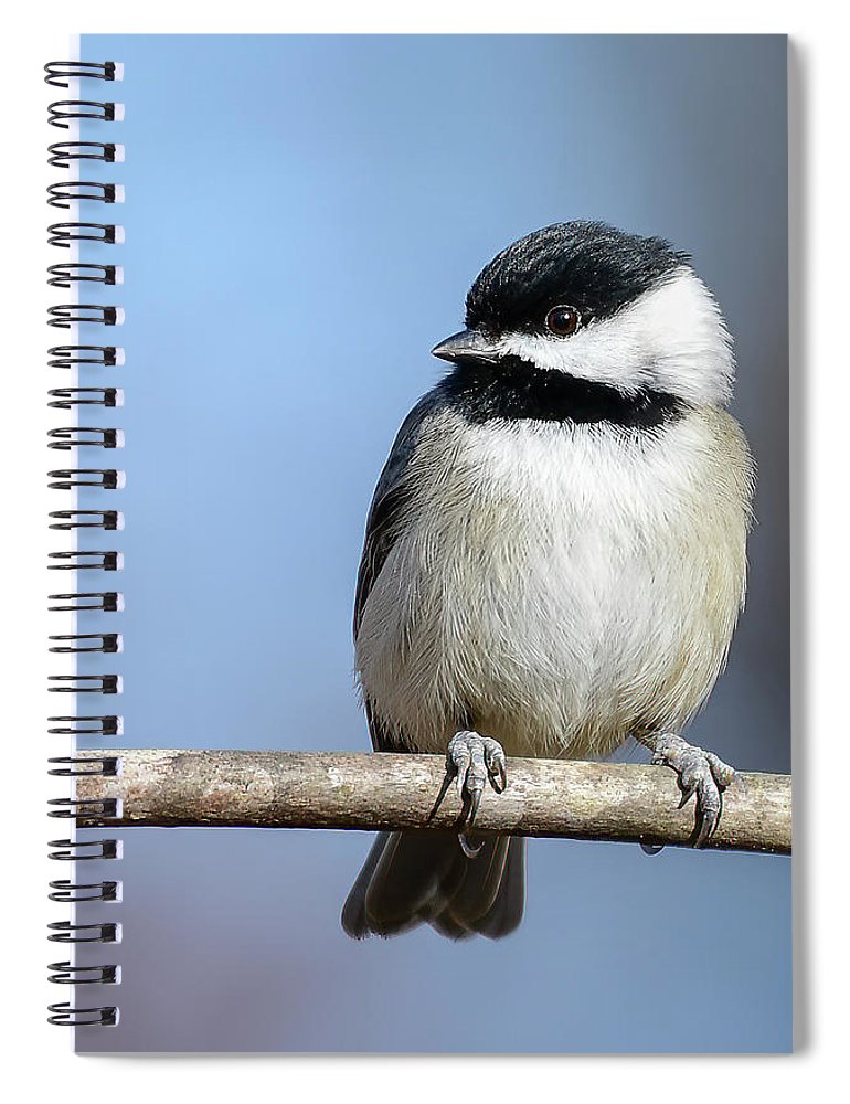 Songbird, resting, nature, Chickadee, feathers, branch, birds, birding, notebook, stationery, writing pad, spiral notebook, journal, photography, photograph