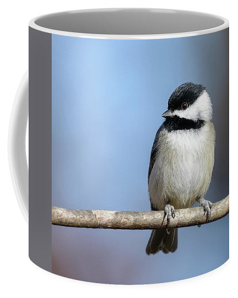 songbird, resting, nature, chickadee, feathers, branch, birds, birding, mug, coffee, photograph, photography