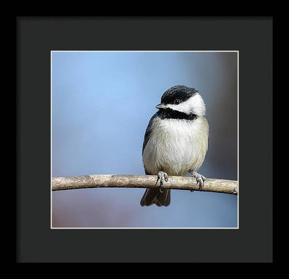 songbird, resting, nature, chickadee, feathers, branch, birds, birding, framed print, photograph, photography