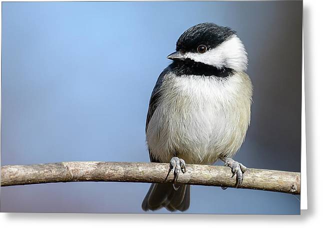 songbird, resting, nature, chickadee, feathers, branch, birds, birding, greeting card, photograph, photography