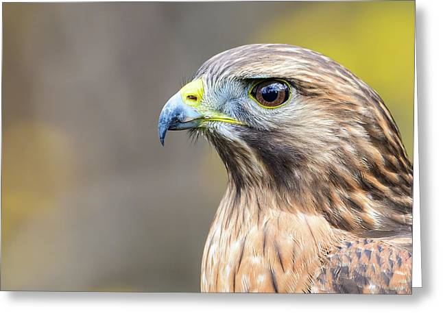 resting, nature, coopers hawk, hawk, raptor, feathers, branch, birds, birding, greeting card, photograph, photography