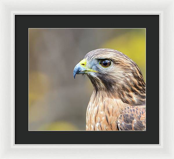 resting, nature, coopers hawk, hawk, raptor, feathers, branch, birds, birding, framed print, photograph, photography
