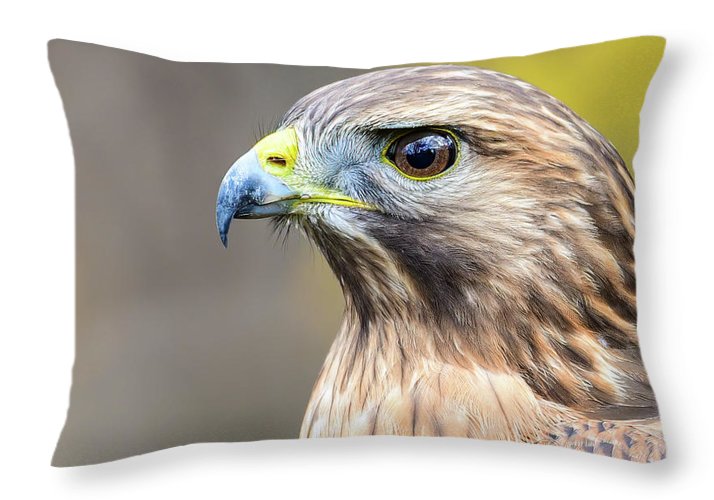 resting, nature, coopers hawk, hawk, raptor, feathers, branch, birds, birding, throw pillow, photography, photograph