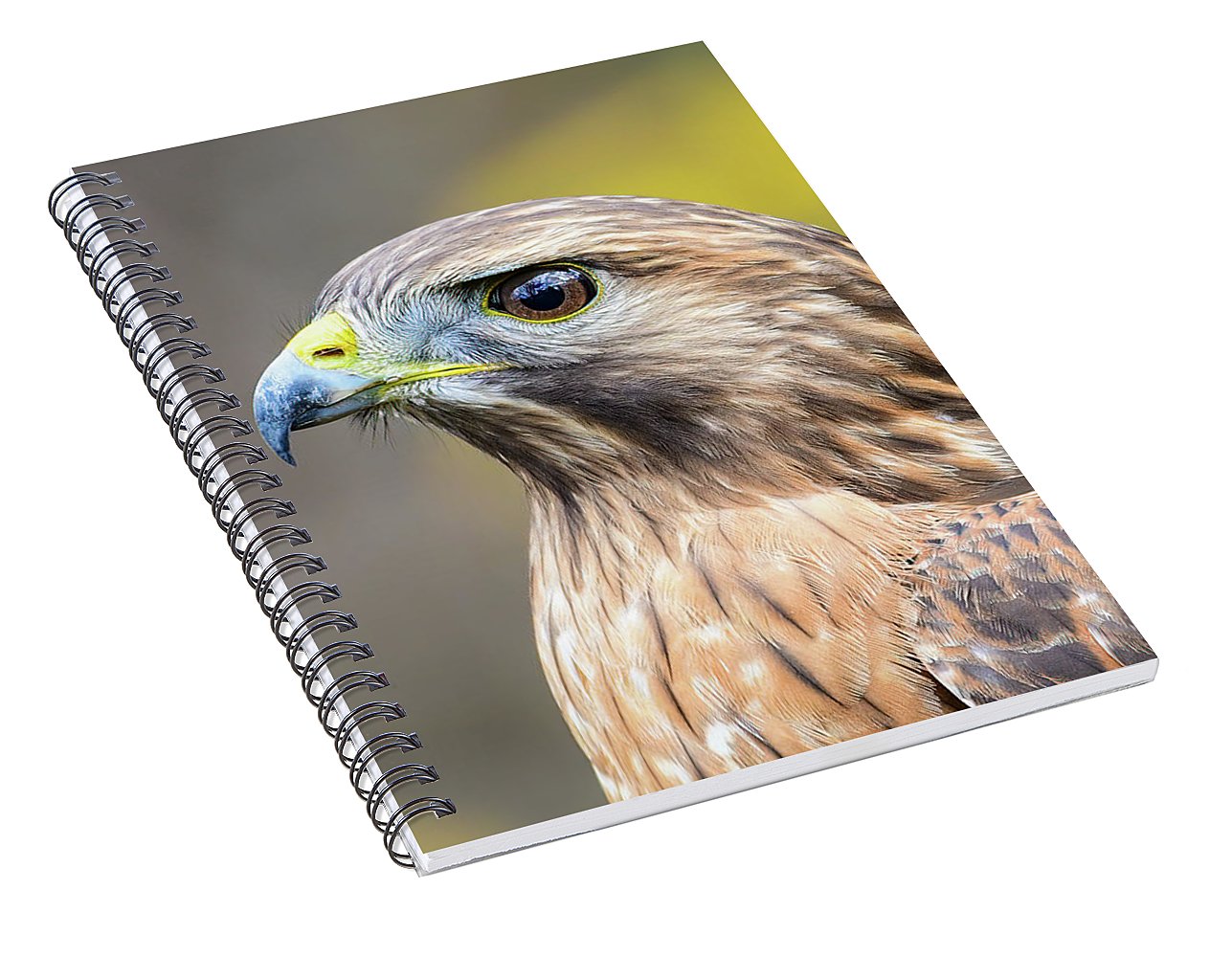 resting, nature, coopers hawk, hawk, raptor, feathers, branch, birds, birding, notebook, stationery, writing pad, spiral notebook, journal, photography, photograph