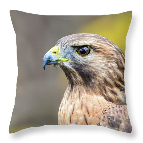 resting, nature, coopers hawk, hawk, raptor, feathers, branch, birds, birding, throw pillow, photography, photograph