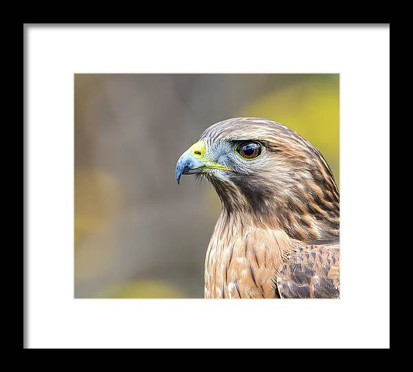 resting, nature, coopers hawk, hawk, raptor, feathers, branch, birds, birding, framed print, photograph, photography