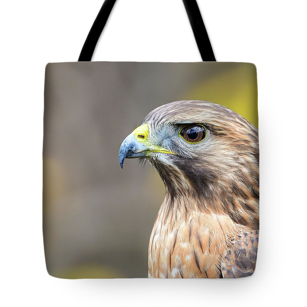 esting, nature, coopers hawk, hawk, raptor, feathers, branch, birds, birding, tote, photography, photograph