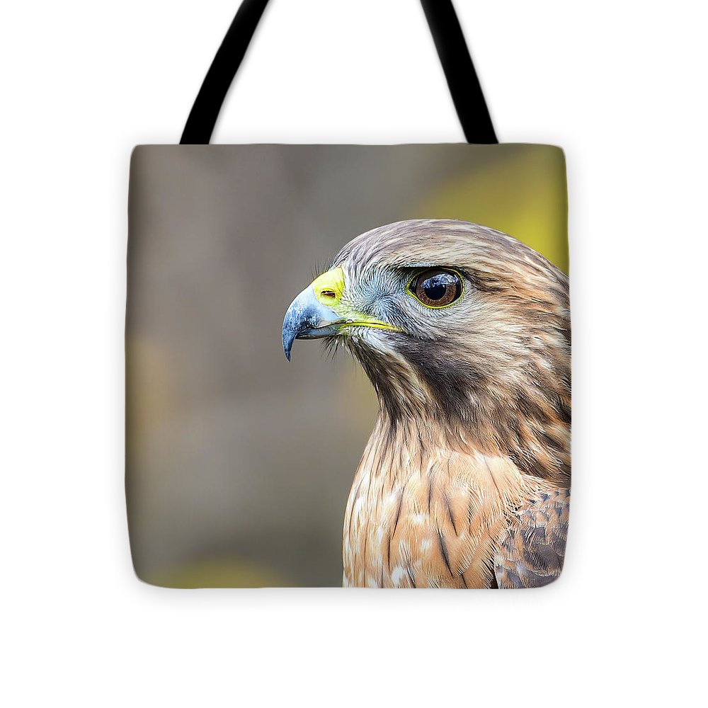 esting, nature, coopers hawk, hawk, raptor, feathers, branch, birds, birding, tote, photography, photograph