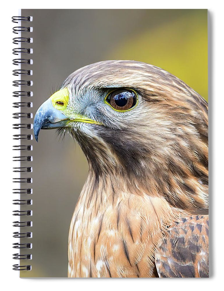 resting, nature, coopers hawk, hawk, raptor, feathers, branch, birds, birding, notebook, stationery, writing pad, spiral notebook, journal, photography, photograph