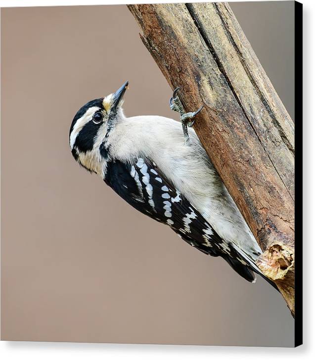 songbird, resting, nature, downy woodpecker, woodpecker, feathers, branch, birds, birding, wall art, canvas print, talons