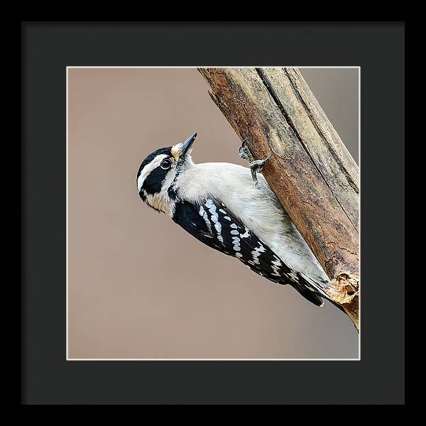 songbird, resting, nature, downy woodpecker, woodpecker, feathers, branch, birds, birding, wall art, framed print, talons