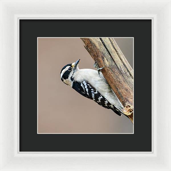 songbird, resting, nature, downy woodpecker, woodpecker, feathers, branch, birds, birding, wall art, framed print, talons