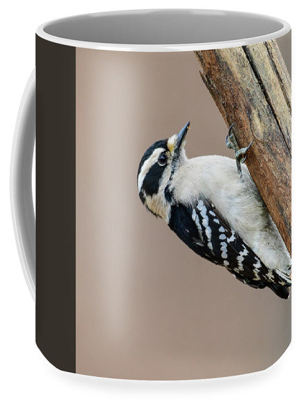 songbird, resting, nature, downy woodpecker, woodpecker, feathers, branch, birds, birding, mugs, coffee mugs, talons
