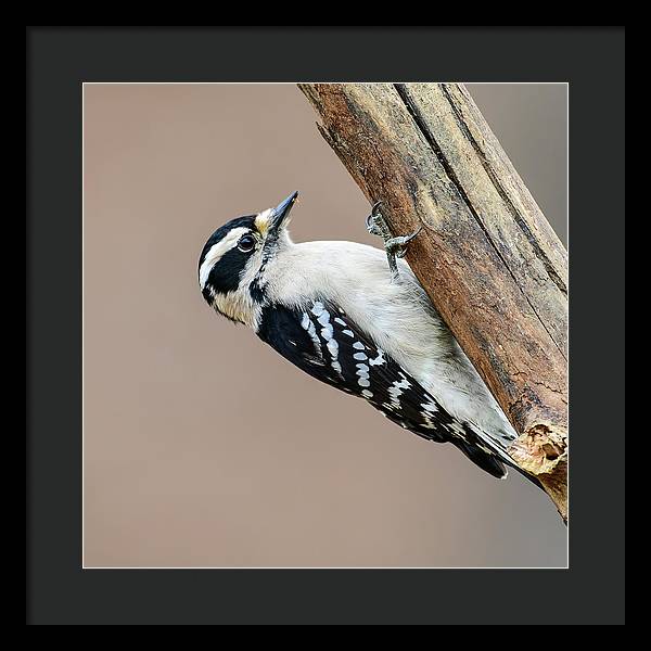 Female Downy Woodpecker - Framed Print