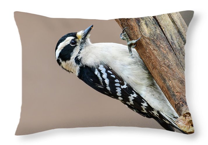 songbird, resting, nature, downy woodpecker, woodpecker, feathers, branch, birds, birding, throw pillow, talons