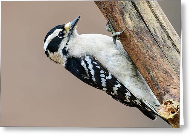 songbird, resting, nature, downy woodpecker, woodpecker, feathers, branch, birds, birding, greeting card, talons