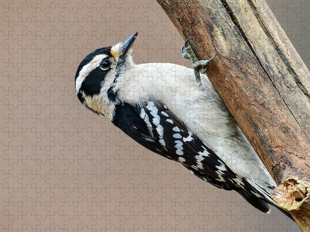 songbird, resting, nature, downy woodpecker, woodpecker, feathers, branch, birds, birding, puzzles, talons