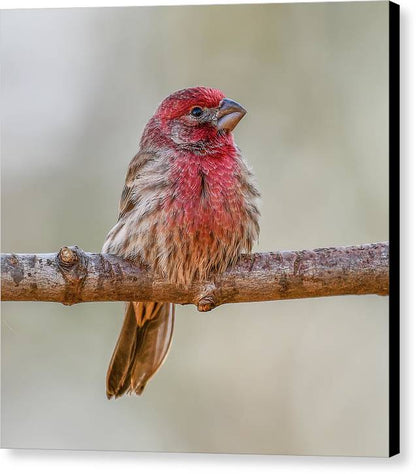 songbird, resting, red, nature, house finch, feathers, cold, branch, birds, birding, wall art