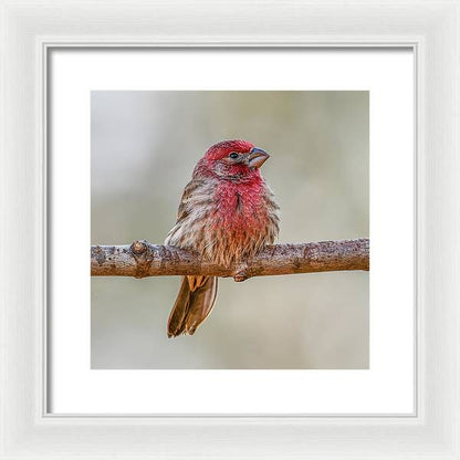 songbird, resting, red, nature, house finch, feathers, cold, branch, birds, birding, wall art