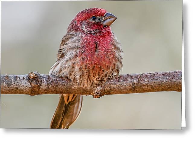 songbird, resting, red, nature, house finch, feathers, cold, branch, birds, birding, greeting card